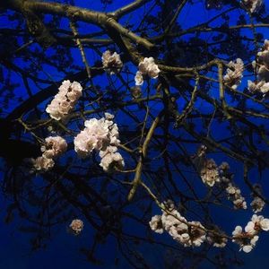 肌肉男做爱AV胸肌
